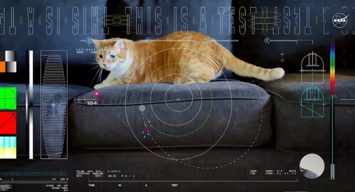 Katzenvideos werden jetzt sogar von der NASA aus dem All gestreamt
